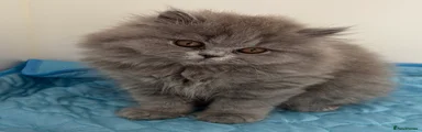 British Longhair Kitten 3