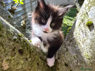 Maine Coon cats Xl gccf kittens for sale - Advert 3