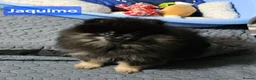 Pomeranian dogs for sale: FULLY VACCINATED.. Champion line, Pomeranian pups - Advert 5