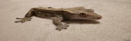 Gecko reptiles for sale: Male Crested Gecko  - Advert 3