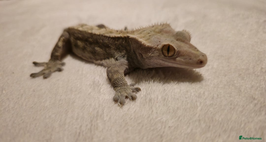 Gecko reptiles for sale: Male Crested Gecko  - Advert 3