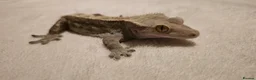 Gecko reptiles for sale: Male Crested Gecko  - Advert 3