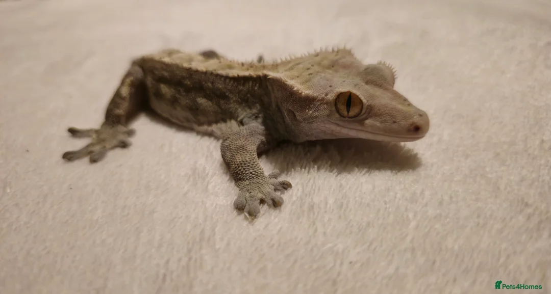 Gecko reptiles for sale: Male Crested Gecko  - Advert 3