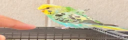 Budgerigars birds for sale: Beautiful young budgies available  - Advert 4