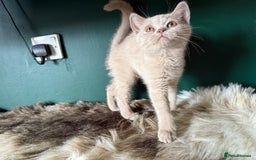 British Shorthair cats for sale: 12 week old Bsh males fawn and black  in Derby - Image 4