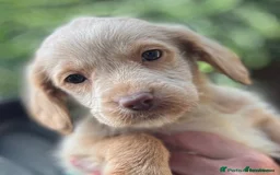 Labradoodle dogs for sale: Fully Vaccinated, Lab x Australian Labradoodles  - Image 18