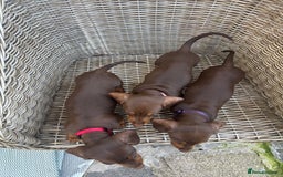 Miniature Dachshund dogs for sale: Miniature Dachshund Girls - Image 10