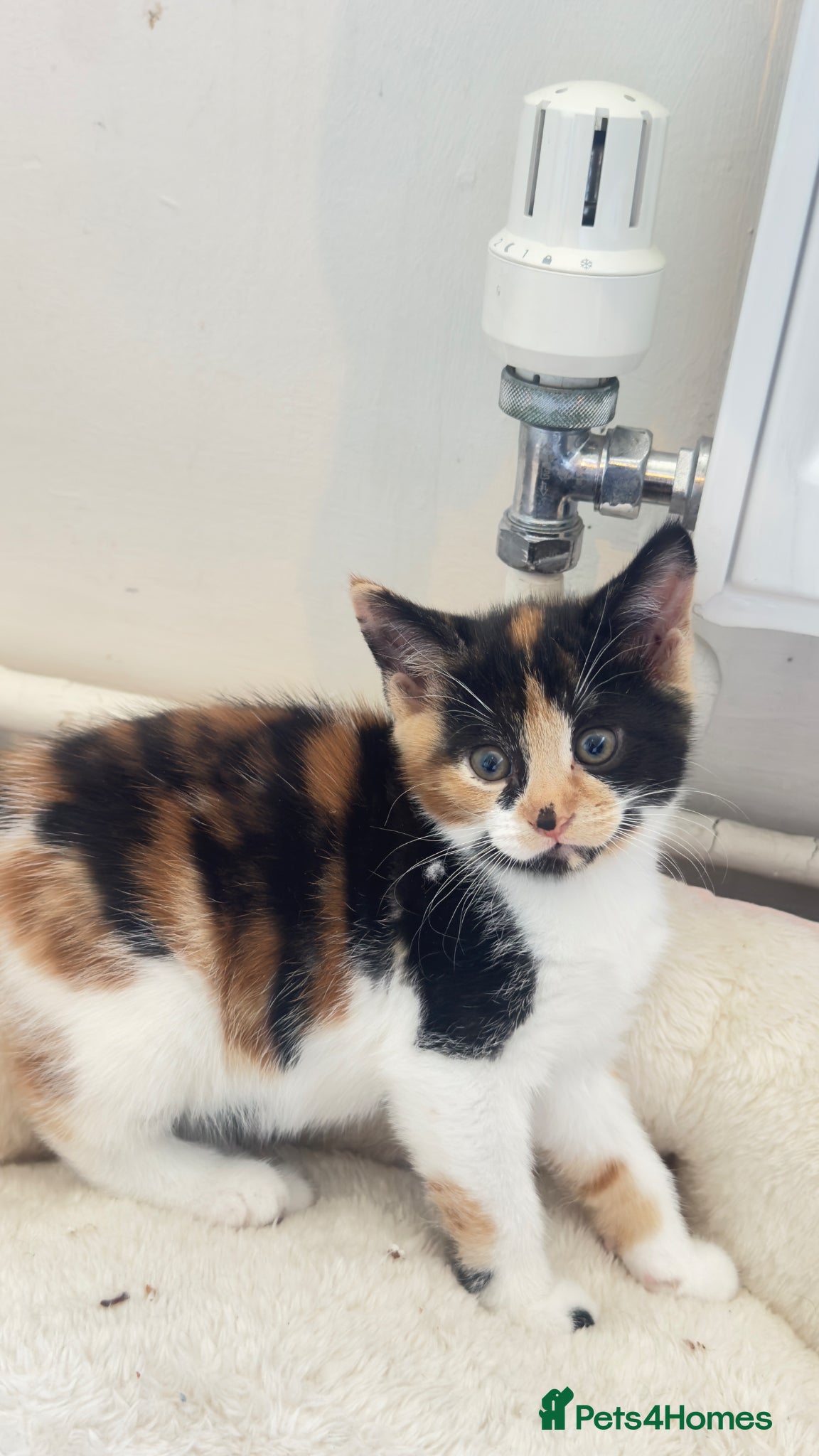 Mixed Breed cats Beautiful female cat - Advert 2