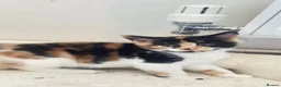 Mixed Breed cats for sale: Beautiful female cat - Advert 1