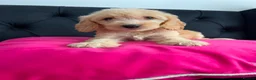 Cockapoo dogs for sale: Cockerpoo Puppies  - Advert 24