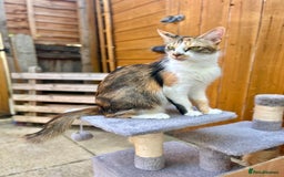 Mixed Breed cats for sale: Ginger Kittens from half Siamese mum - Image 22