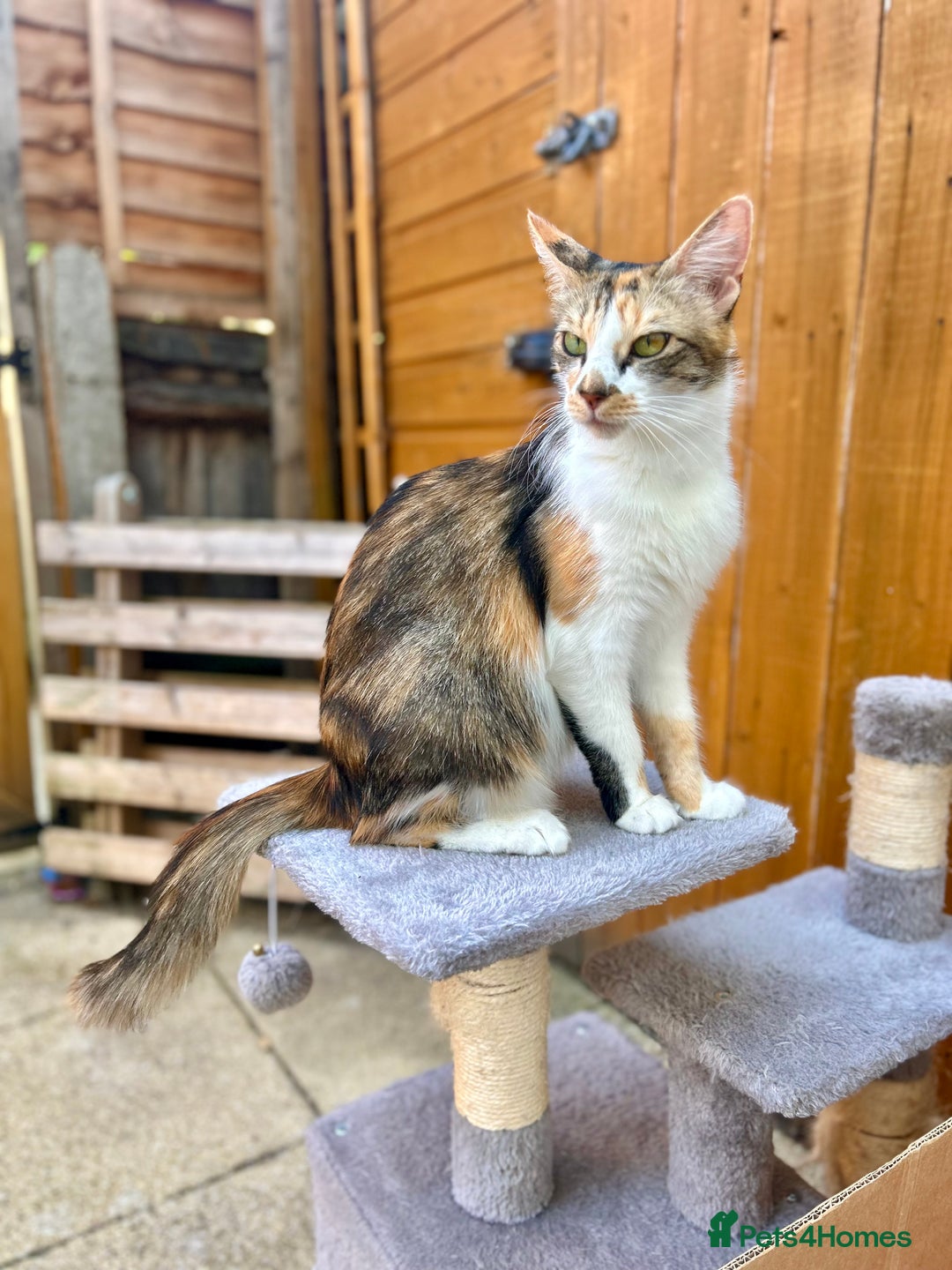 Mixed Breed cats for sale: Ginger Kittens from half Siamese mum - Image 22