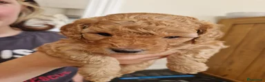 Cavapoochon 1