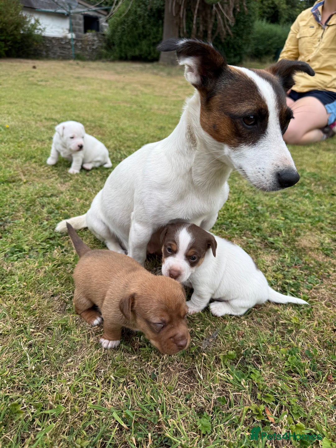 Jack Russell dogs for sale: 3 Male Jack Russell Pups - Image 7