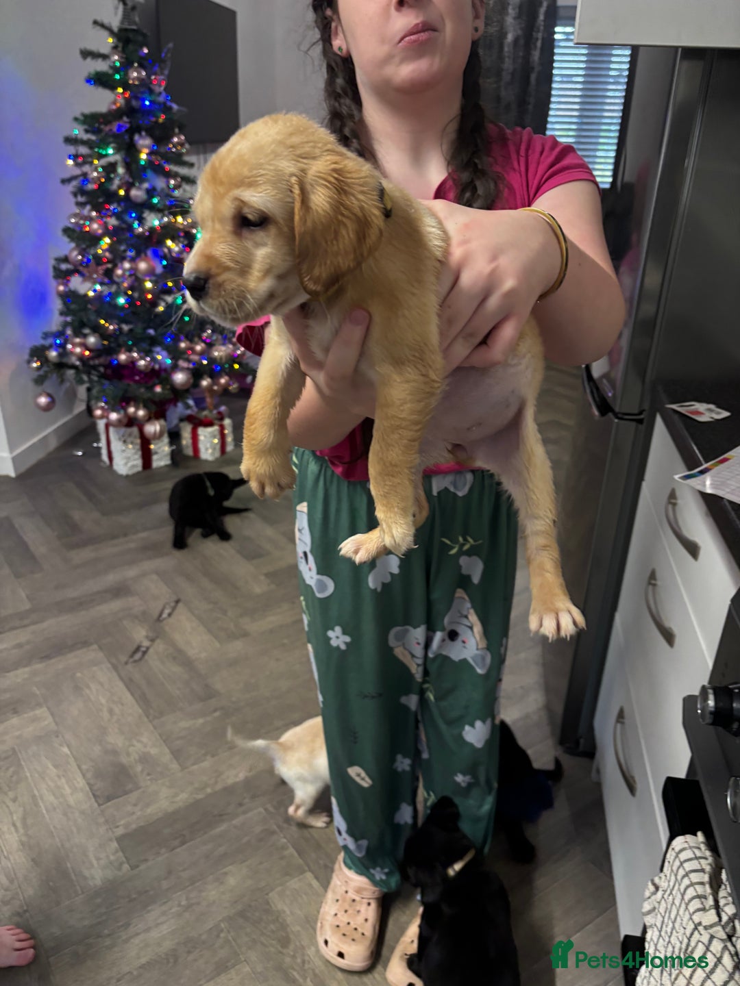 Labrador Retriever dogs for sale: Stunning lab pups - Advert 26