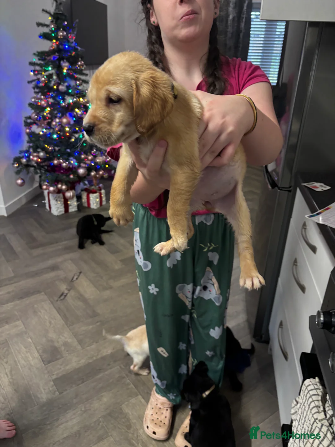 Labrador Retriever dogs for sale: Stunning lab pups - Advert 26