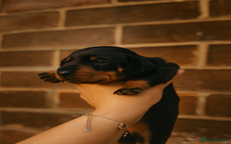 Miniature Dachshund dogs for sale: Miniature dachshund  - Image 7