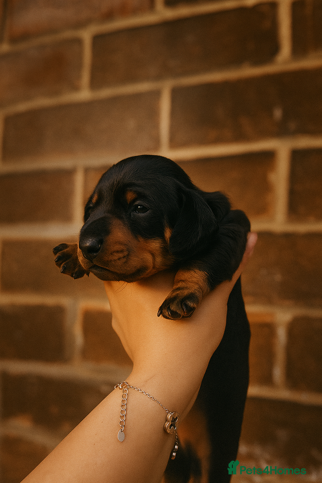 Miniature Dachshund dogs for sale: Miniature dachshund  - Image 7