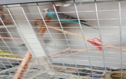 Budgerigars birds for sale: Exhibition Budgies. - Image 3