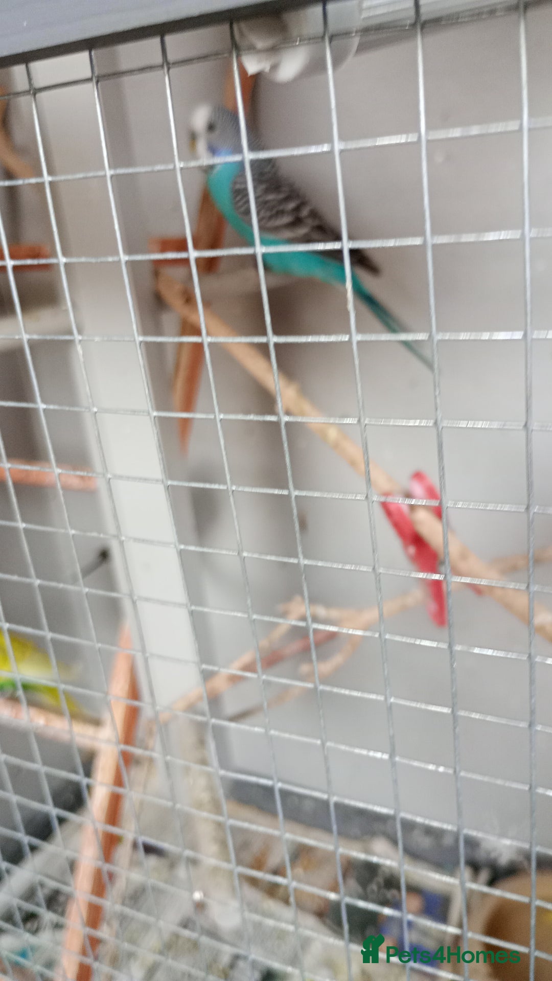 Budgerigars birds for sale: Exhibition Budgies. - Image 3