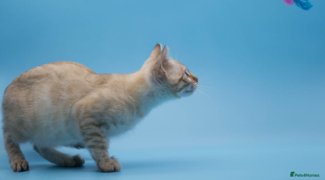Bengal cats for sale: Ready Now! Stunning Snow Lynx Bengal Boy ❄ - Image 5
