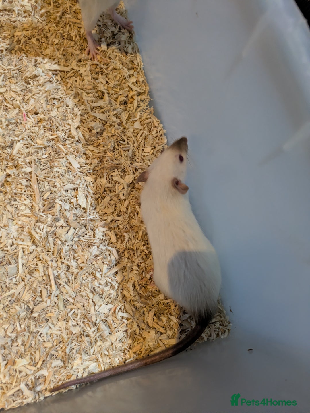 Rat rodents for sale: Rats for sale - Advert 6