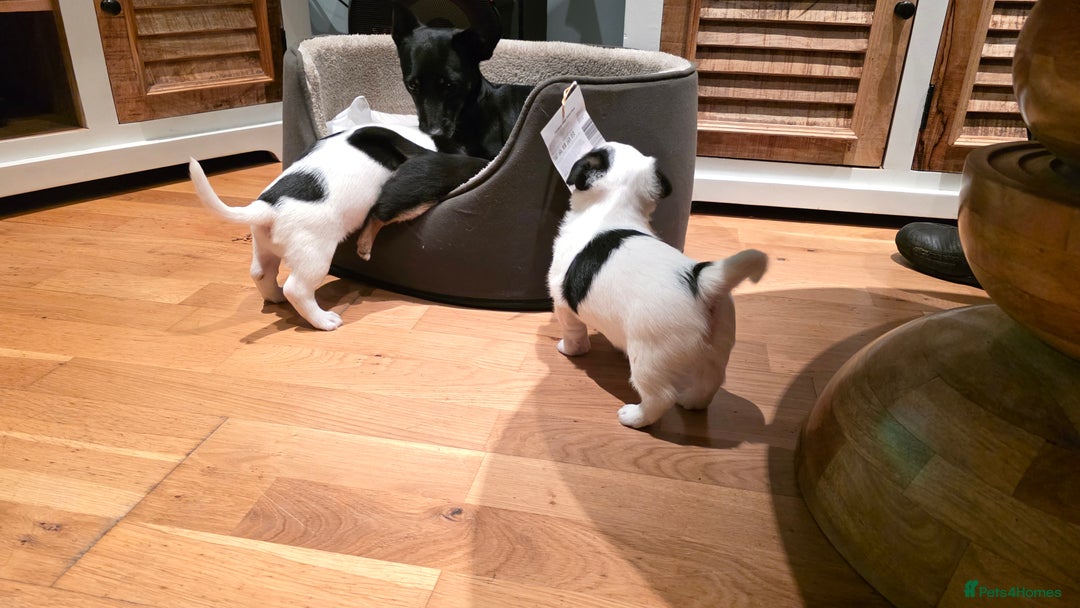 Jack Russell dogs for sale: Jack Russell puppies  - Image 13