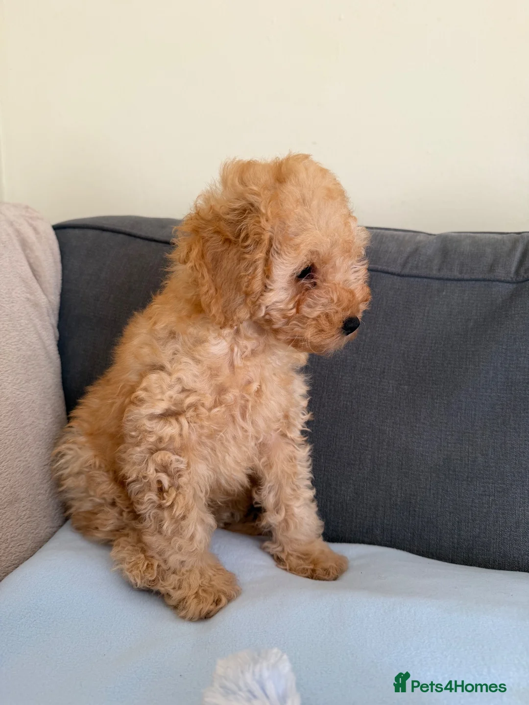 Toy Poodle dogs for sale: Male toy poodle - Advert 5