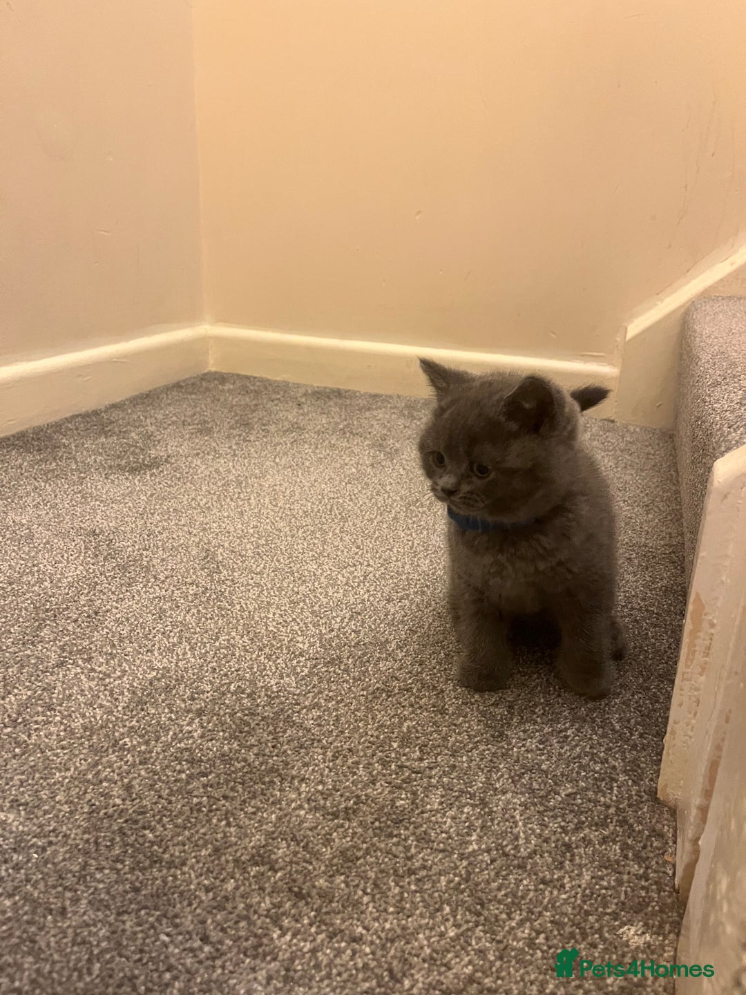British Shorthair cats for sale: British shorthair Boys  - Advert 8