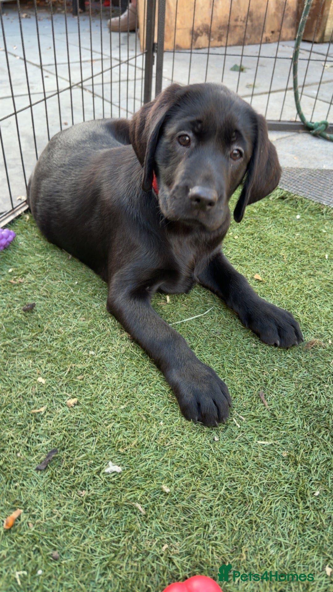 Labrador Retriever dogs Beautiful Labrador champion bloodline puppies - Advert 1