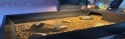 Tortoise reptiles for sale: Horsefield Tortoise in Nottingham - Advert 3