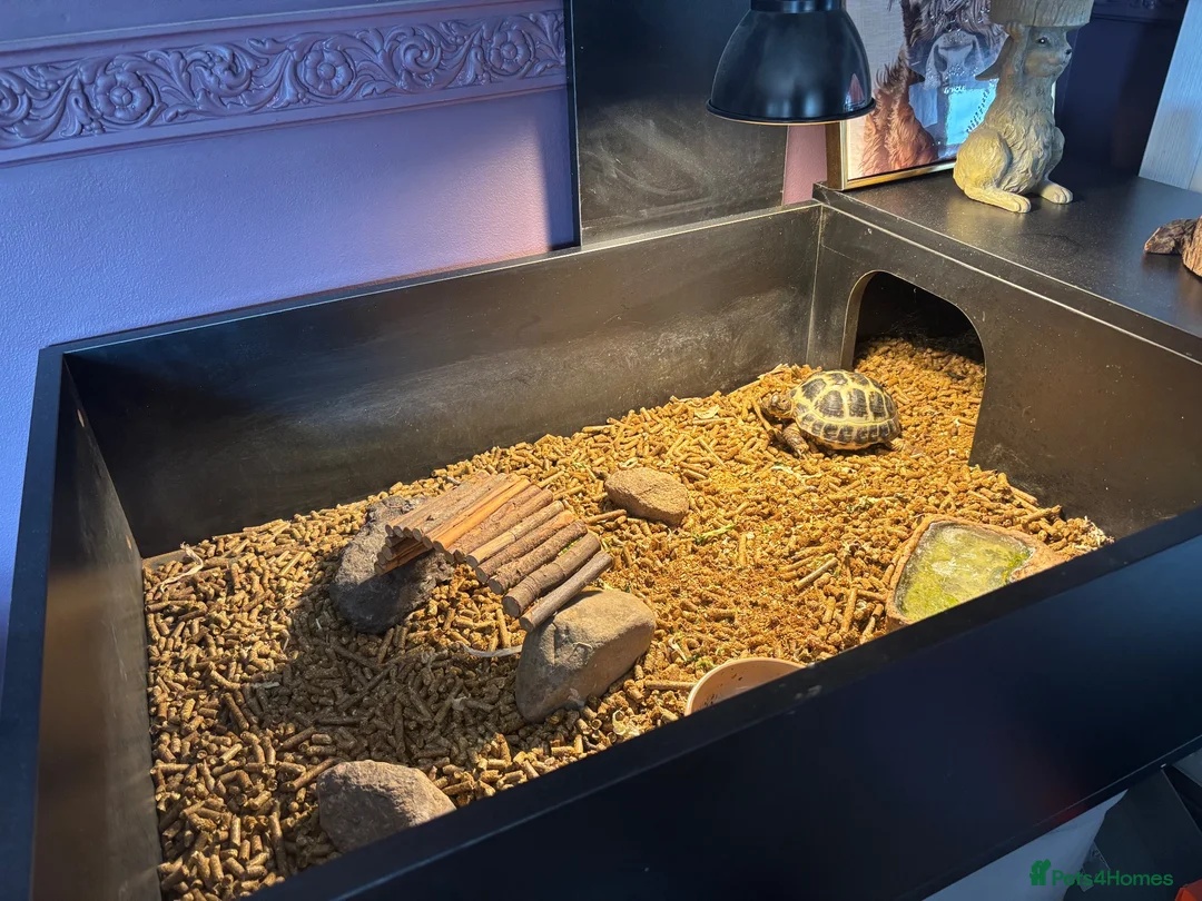 Tortoise reptiles for sale: Horsefield Tortoise in Nottingham - Advert 3