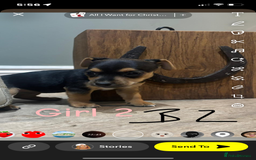 Jack Russell dogs for sale: Beautiful jack russel 👀🏡💙🩷 - Image 3