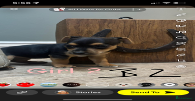 Jack Russell dogs - Advert 4