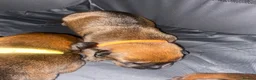 Mixed Breed dogs for sale: 🐾 Rottweiler x Belgian Malinois Puppies  - Advert 13