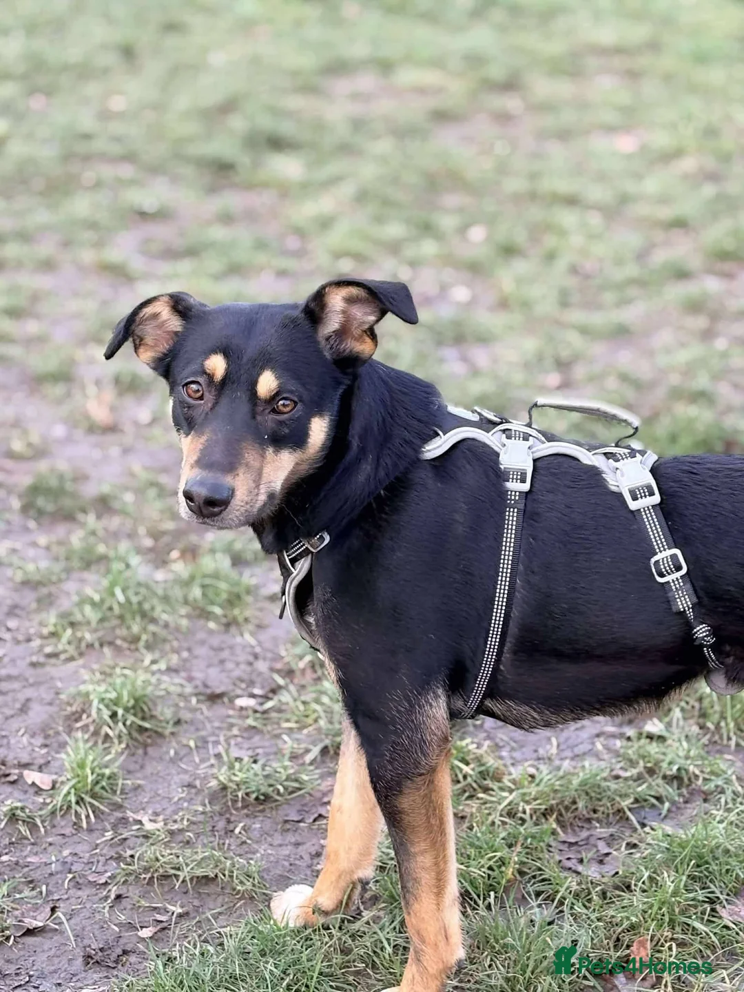 Mixed Breed dogs for adoption: Meet Puffin currently residing in Essex - Advert 9