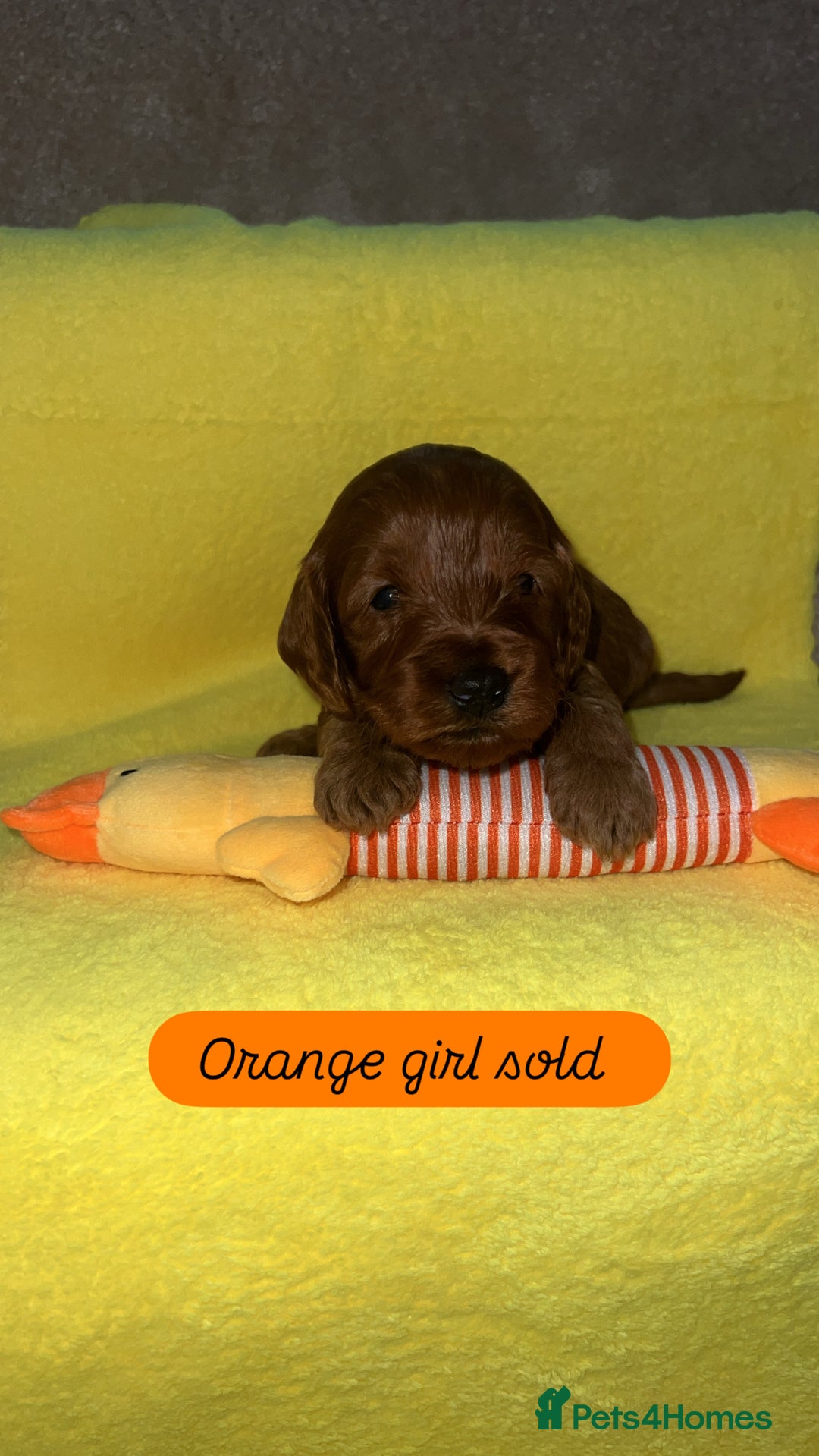 Cockapoo dogs for sale: FOX RED COCKAPOOS ⭐️⭐️ - Advert 12