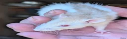 Rat rodents for sale: 8 male Rex rats for sale  - Advert 7