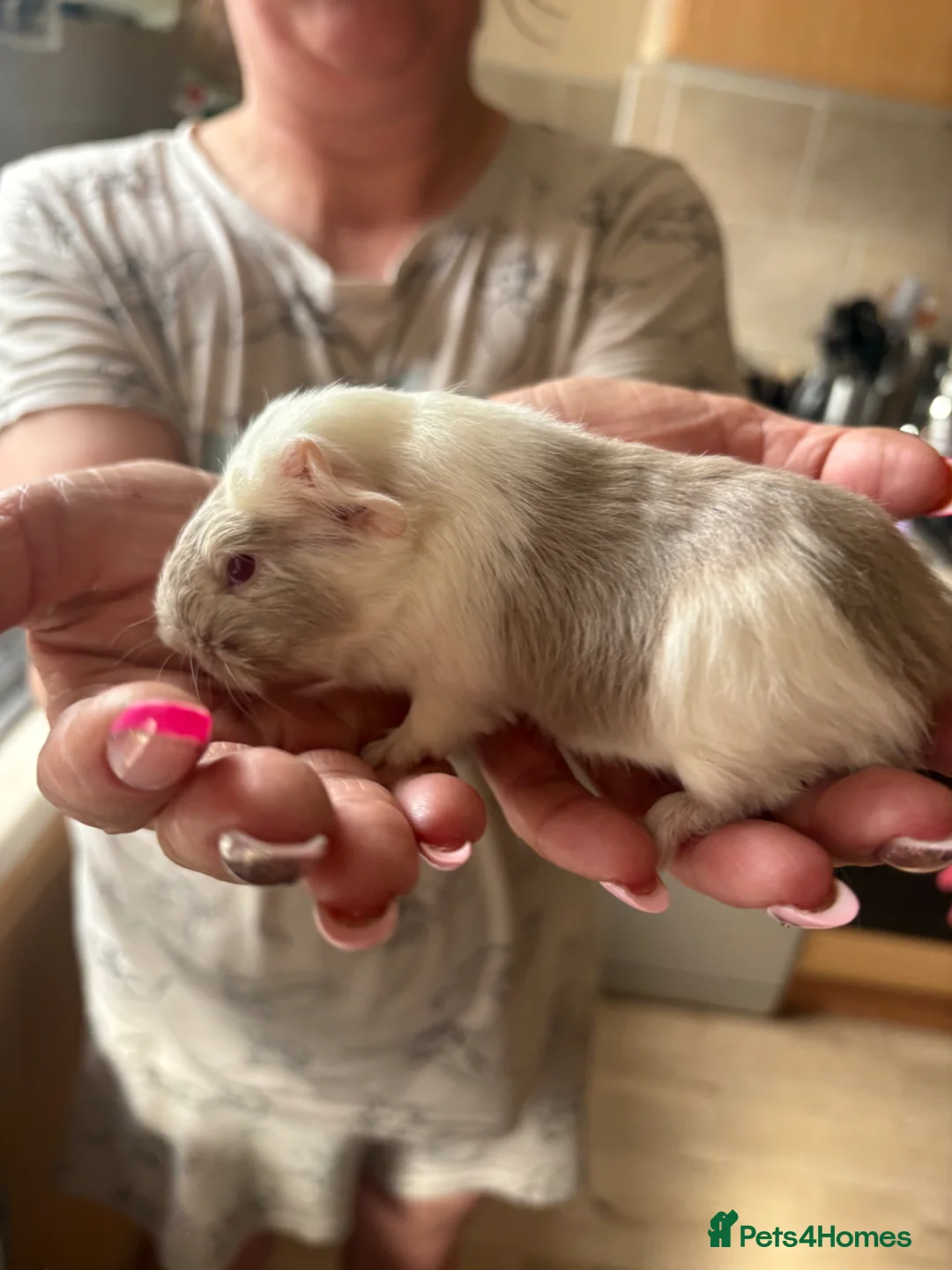 Guinea Pig rodents for sale: 2 baby males and a young boar - Advert 1