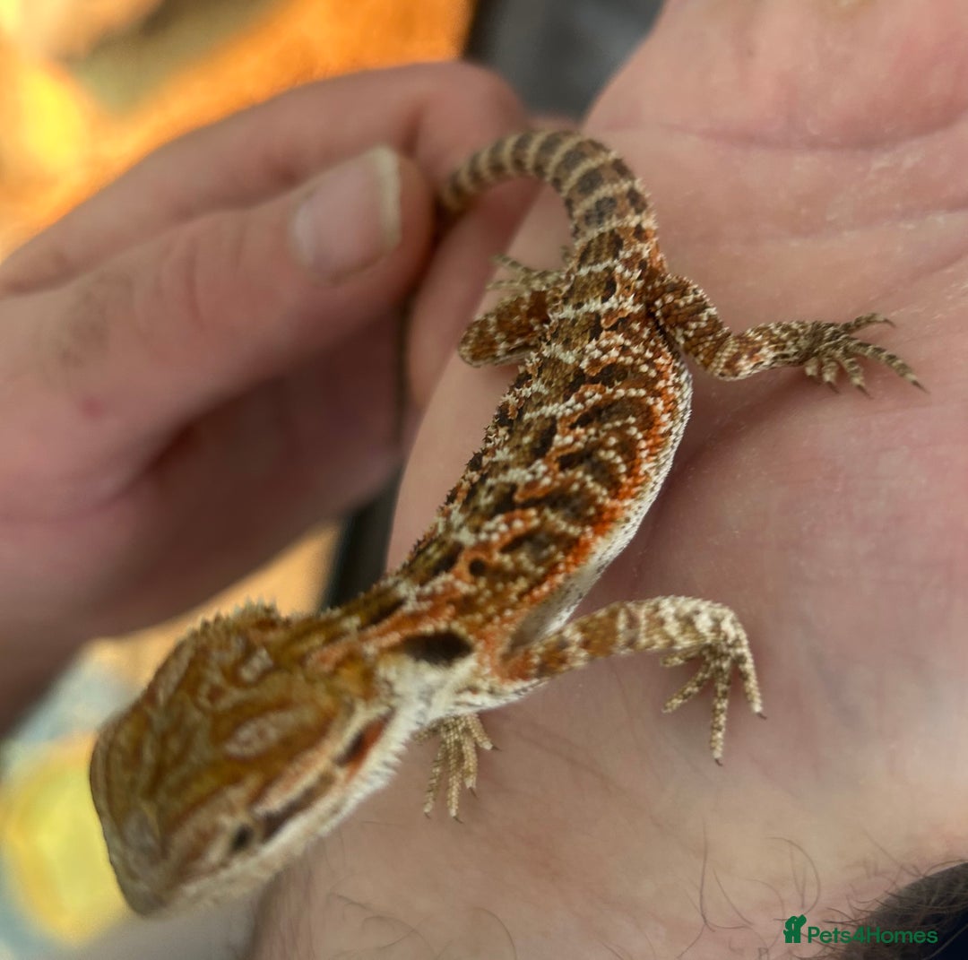 Bearded Dragon reptiles for sale: 15 Baby dearded dragons - Image 10