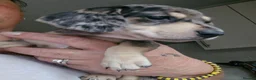 Miniature Dachshund dogs for sale: Beautiful Puppies  - Advert 5
