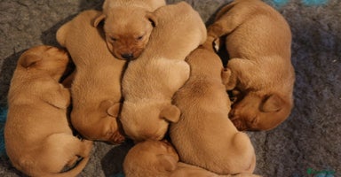 Labrador Retriever dogs - Advert 12
