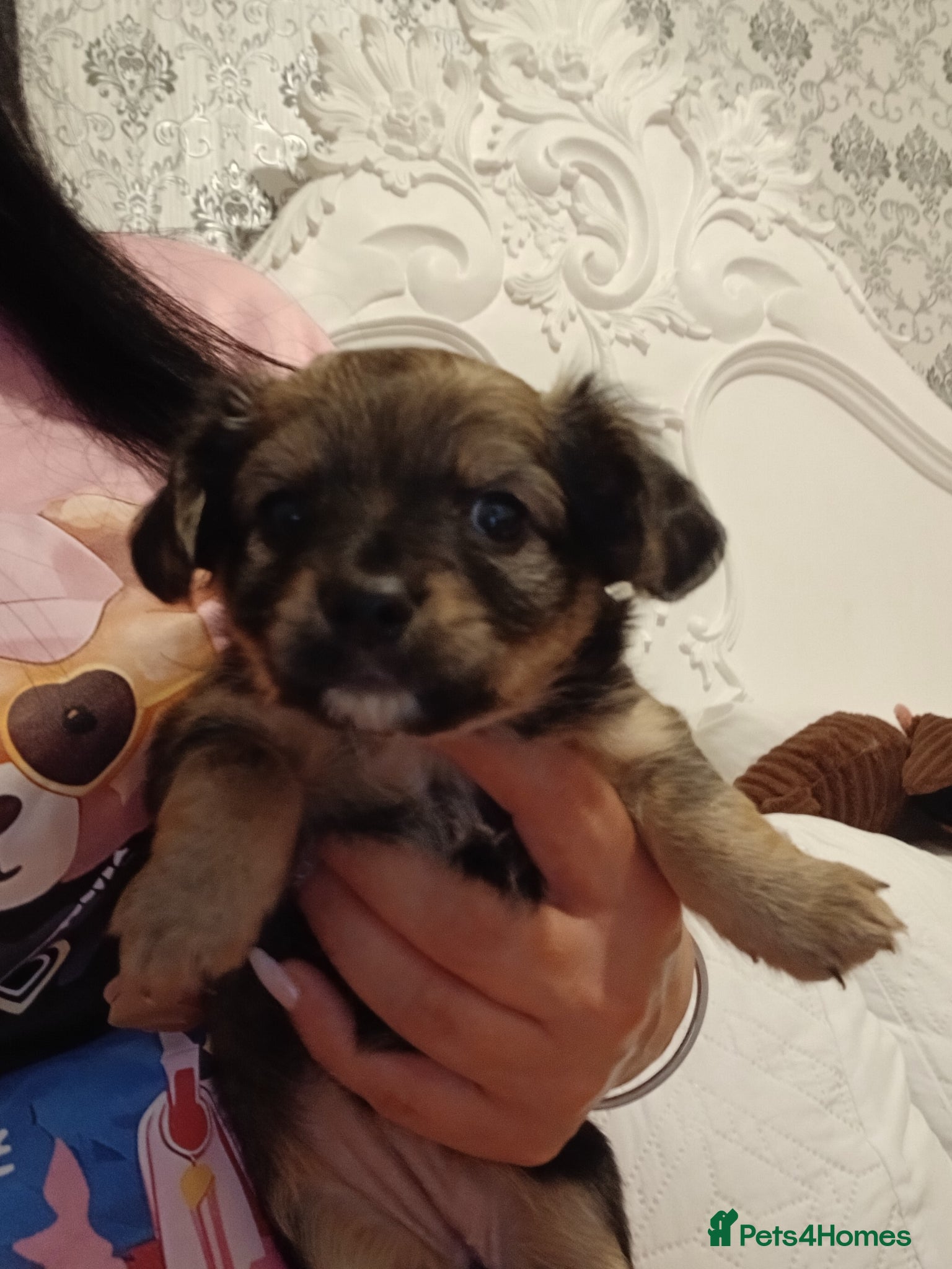 Chihuahua dogs 1 girl left adorable chihuahua pups  - Advert 14