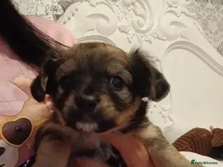 Chihuahua dogs 1 girl left adorable chihuahua pups - Advert 14