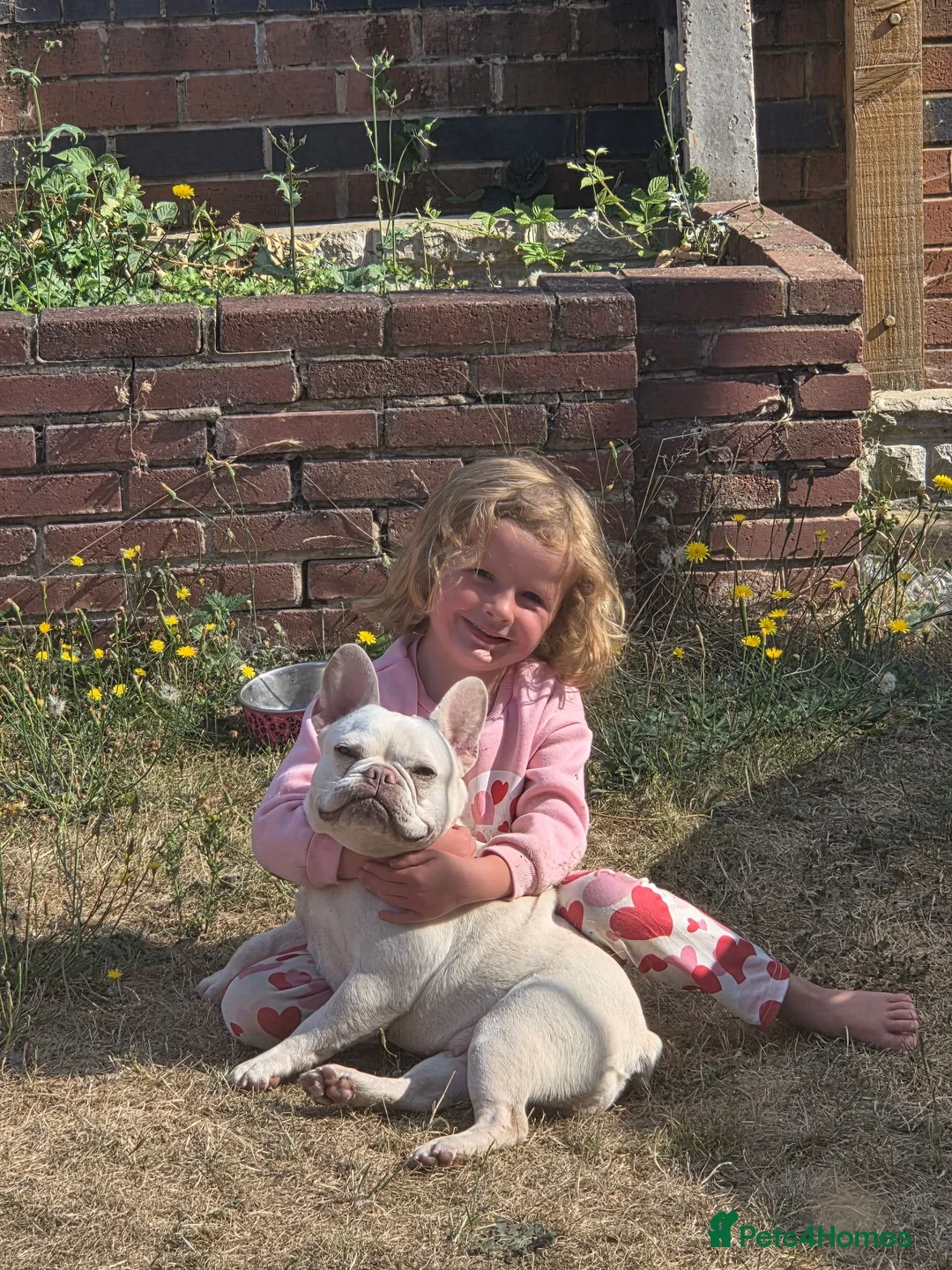 French Bulldog dogs for sale: 1yr old female frenchie in Doncaster - Advert 2