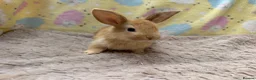 Mixed Breed rabbits for sale: Mixed Mini Lop Crosses - Advert 3