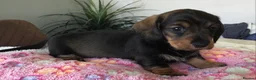 Miniature Dachshund dogs for sale: SOMETHING A LITTLE DIFFERENT..MINI DACHSHUNDS  - Advert 10