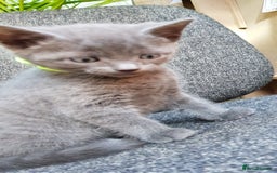 Mixed Breed cats for sale: Grey kittens  - Image 16