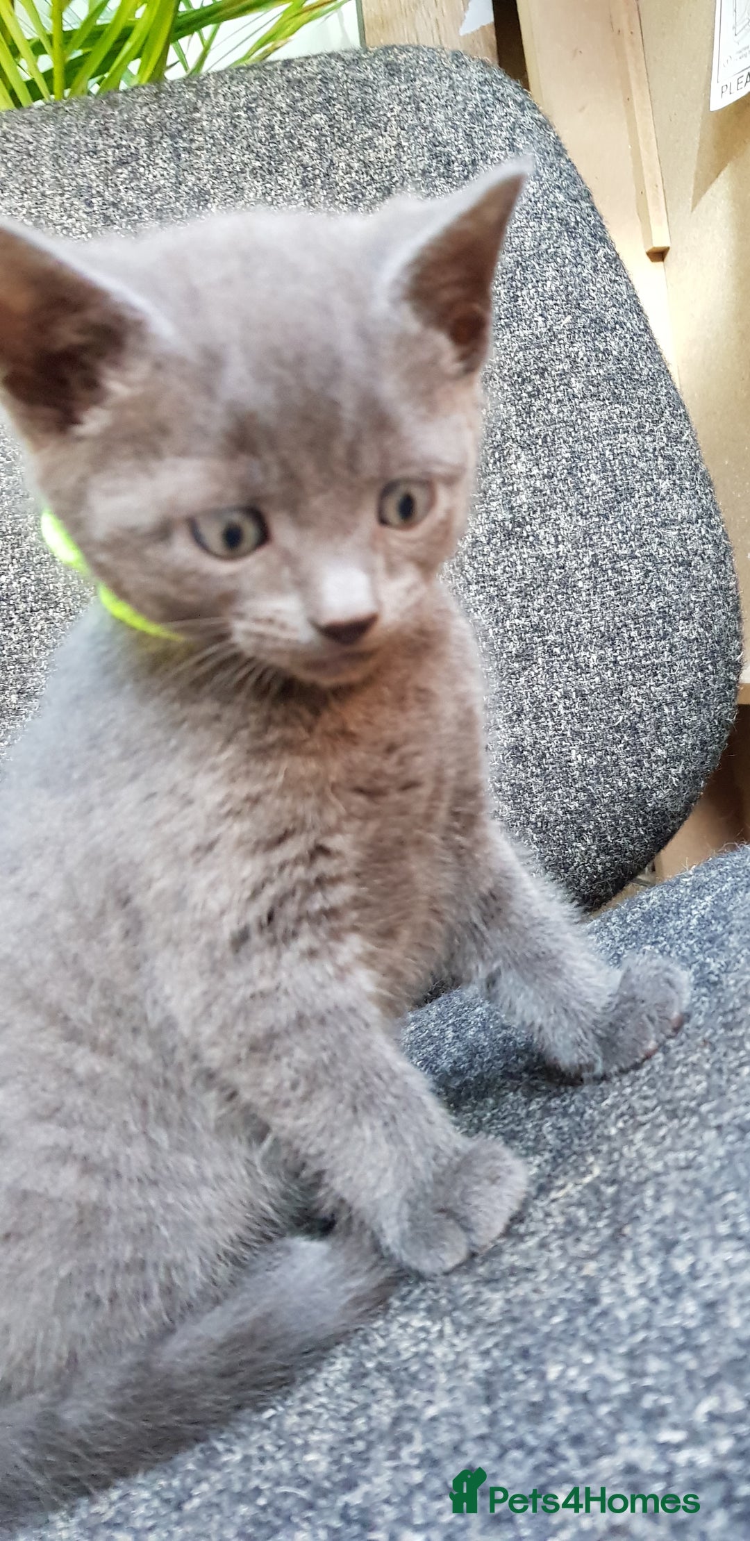 Mixed Breed cats for sale: Grey kittens  - Image 16