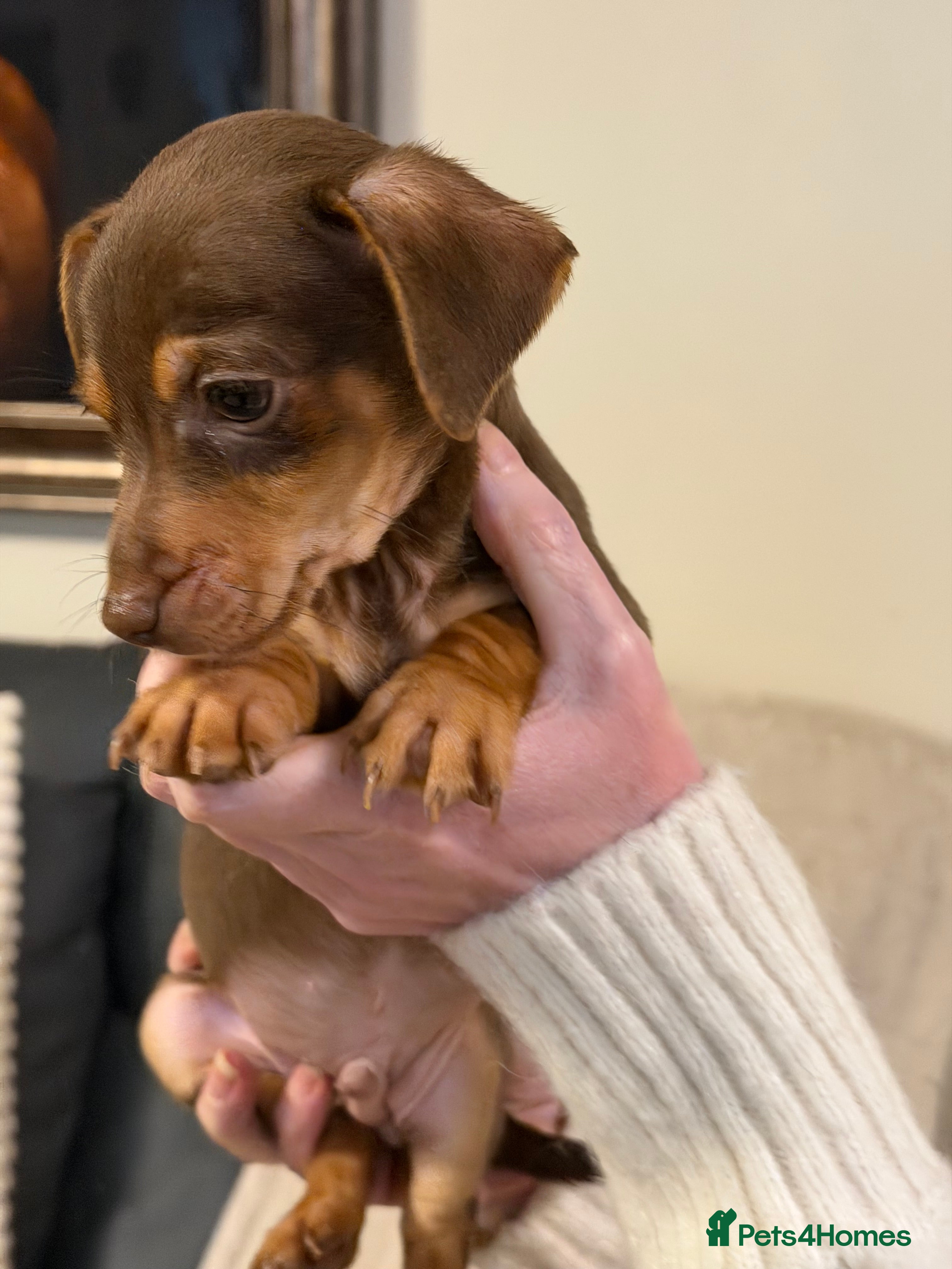 Jack Russell dogs Miniature Rare Coloured JR babies  - Advert 2